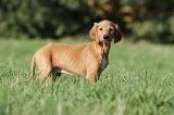 SALUKI 026